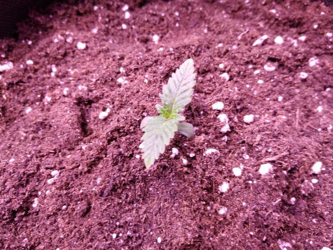 Eternity Grow Cup 2026. Week 1