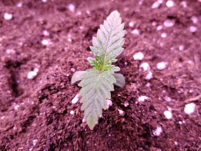 Eternity Grow Cup 2026. Week 1