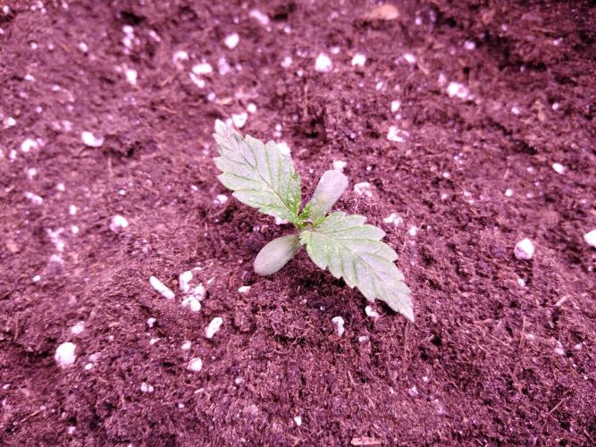 Eternity Grow Cup 2026. Week 1