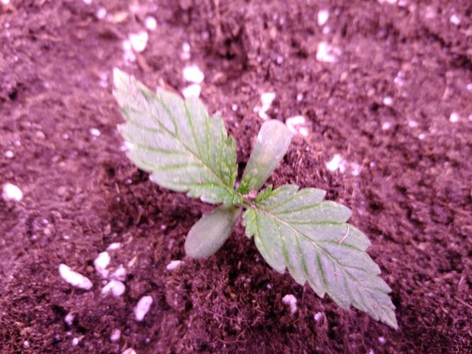 Eternity Grow Cup 2026. Week 1