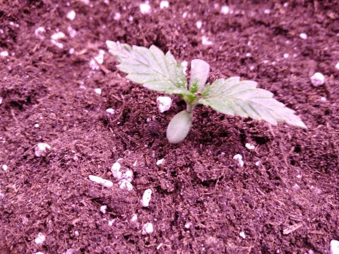 Eternity Grow Cup 2026. Week 1