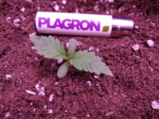 Eternity Grow Cup 2026. Week 1