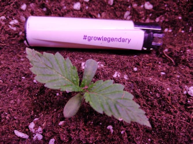 Eternity Grow Cup 2026. Week 1