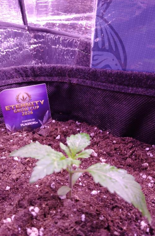 Eternity Grow Cup 2026. Week 1