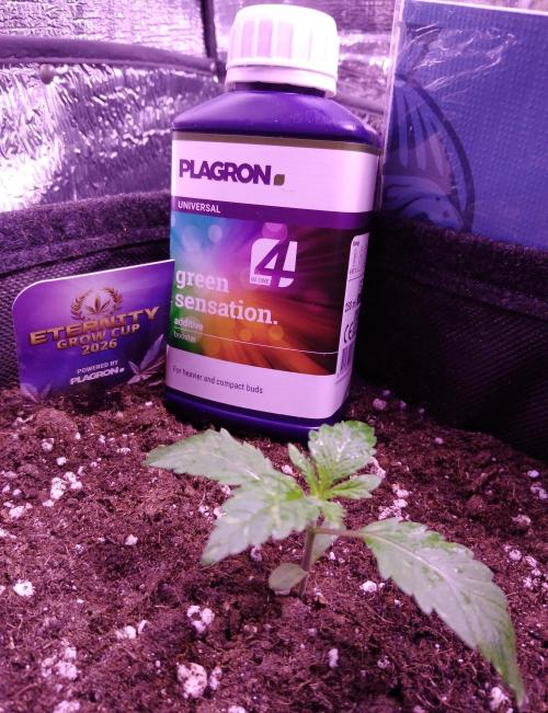 Eternity Grow Cup 2026. Week 1