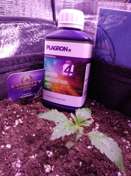 Eternity Grow Cup 2026. Week 1