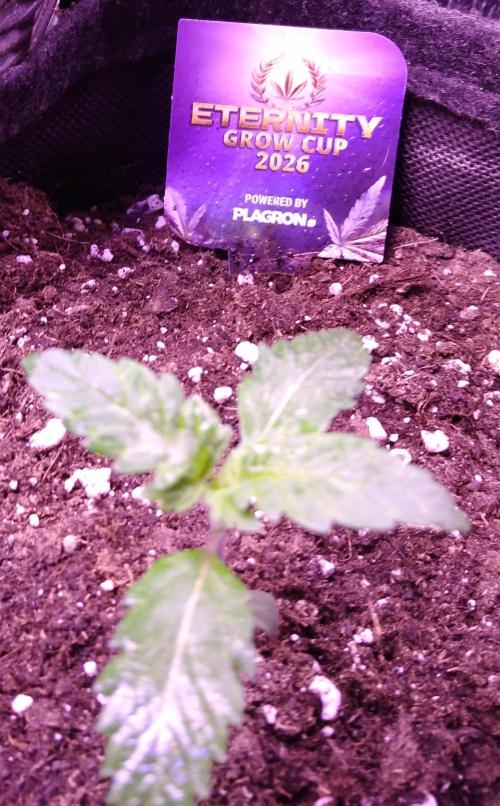 Eternity Grow Cup 2026. Week 1