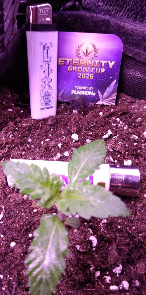 Eternity Grow Cup 2026. Week 1