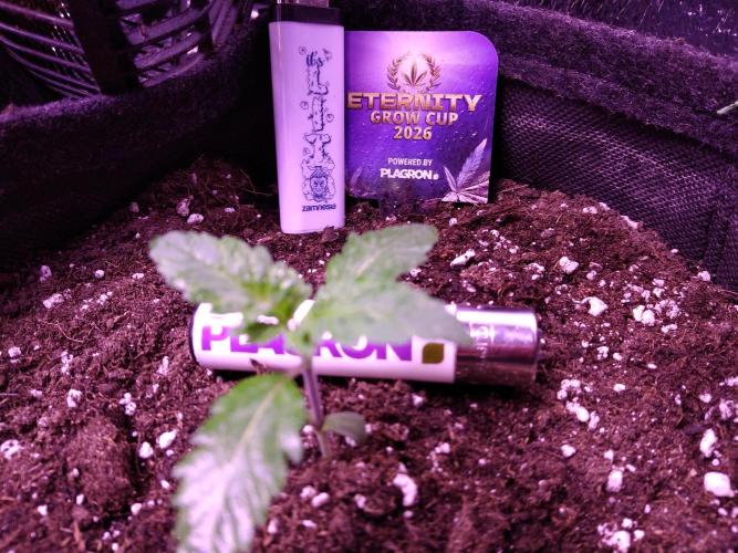 Eternity Grow Cup 2026. Week 1
