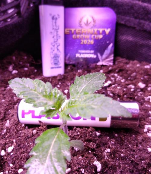 Eternity Grow Cup 2026. Week 1