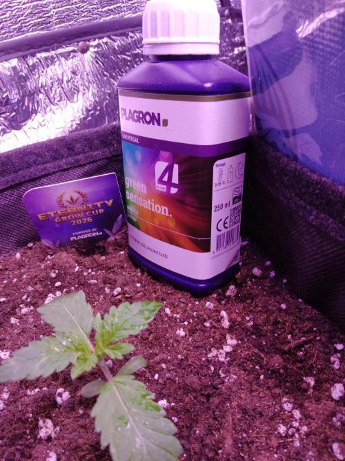 Eternity Grow Cup 2026. Week 1