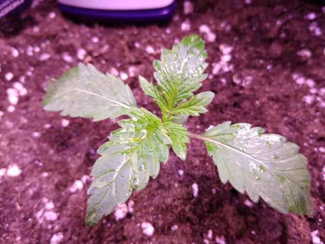 Eternity Grow Cup 2026. Week 1