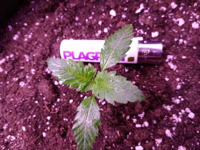 Eternity Grow Cup 2026. Week 1