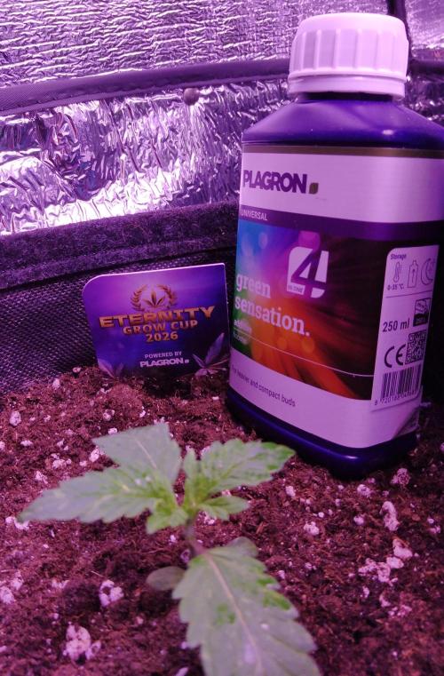 Eternity Grow Cup 2026. Week 1