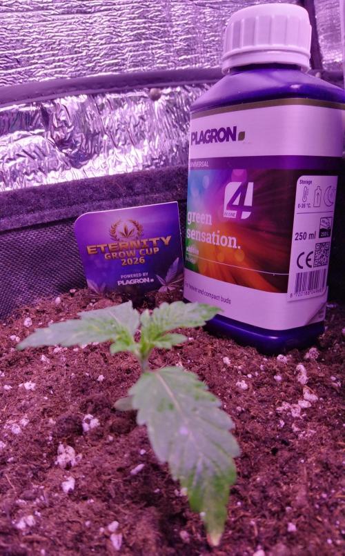 Eternity Grow Cup 2026. Week 1