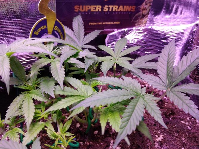 Crackers von Super Strains. Week 6