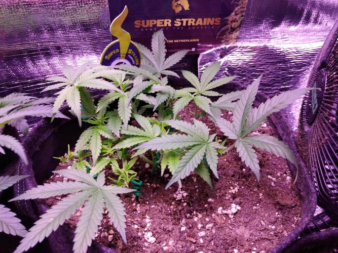 Crackers von Super Strains. Week 6