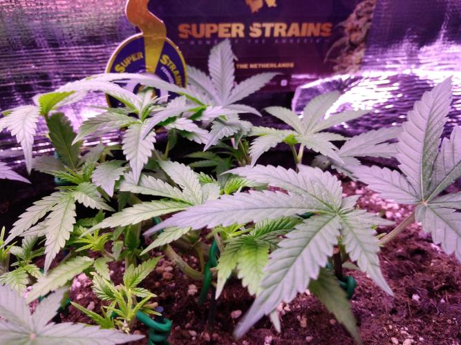 Crackers von Super Strains. Week 6