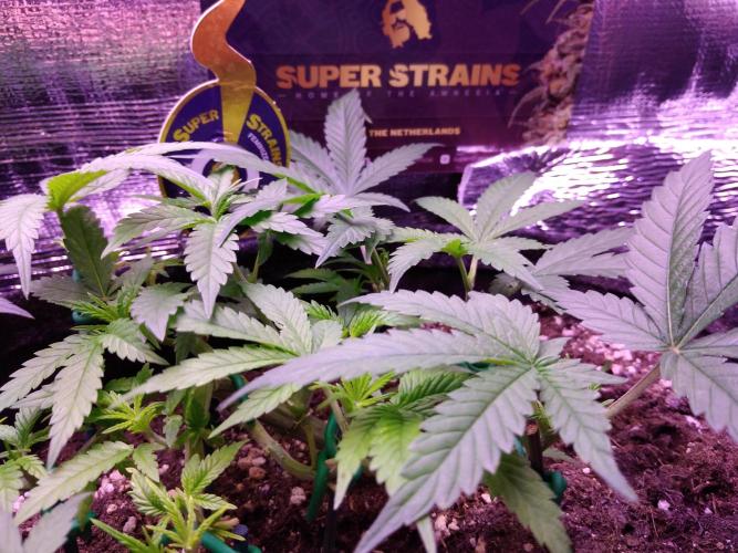 Crackers von Super Strains. Week 6