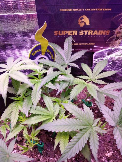 Crackers von Super Strains. Week 6
