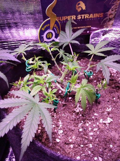 Crackers von Super Strains. Week 6