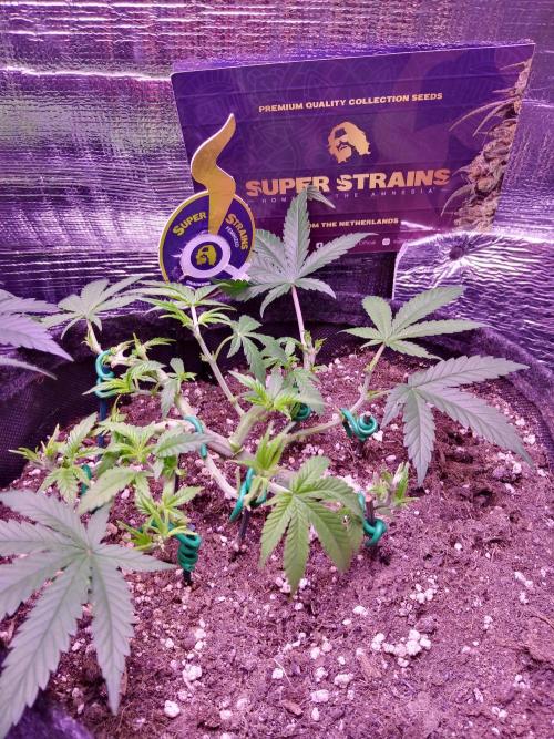 Crackers von Super Strains. Week 6