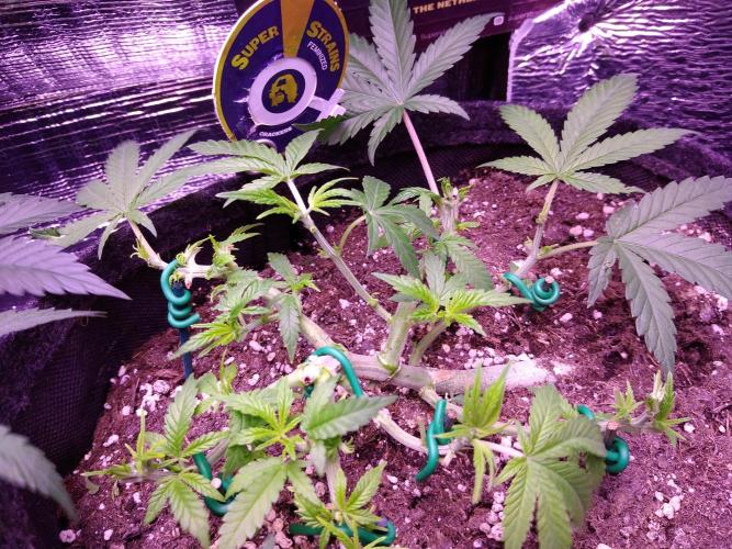 Crackers von Super Strains. Week 6