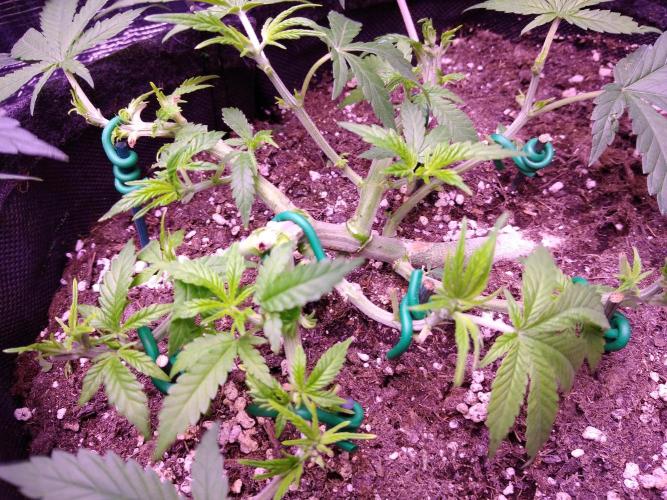 Crackers von Super Strains. Week 6