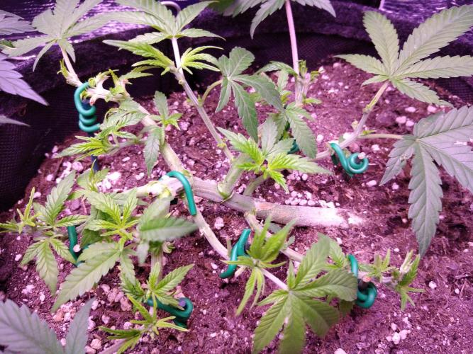 Crackers von Super Strains. Week 6