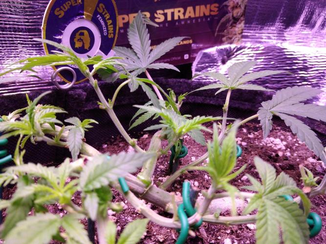 Crackers von Super Strains. Week 6