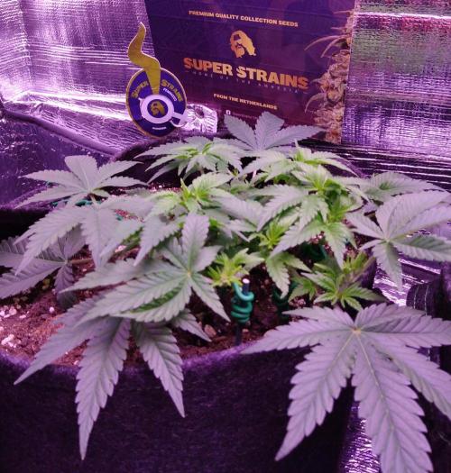 Der Klassiker !. Week 6