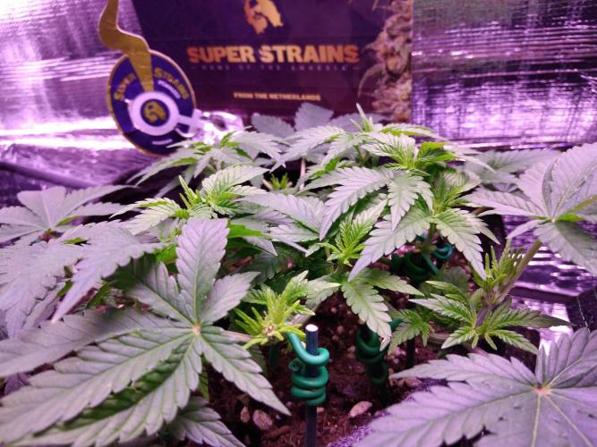 Der Klassiker !. Week 6