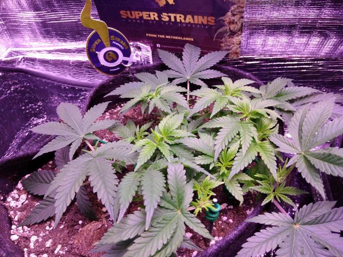 Der Klassiker !. Week 6