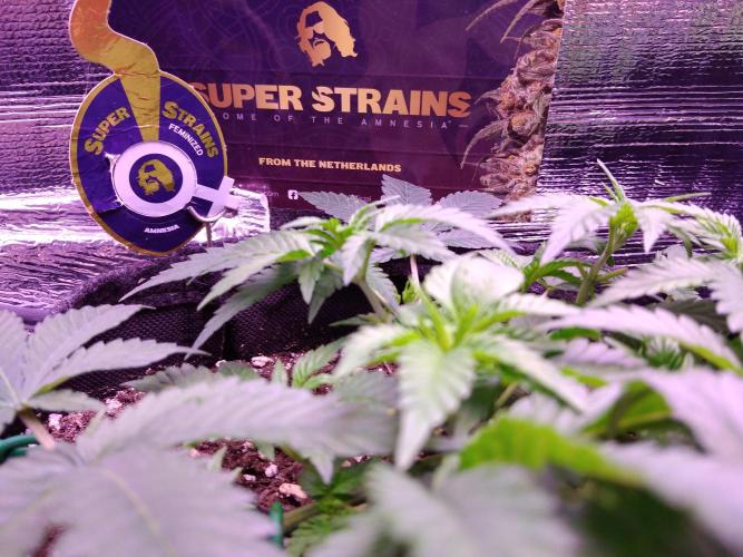 Der Klassiker !. Week 6