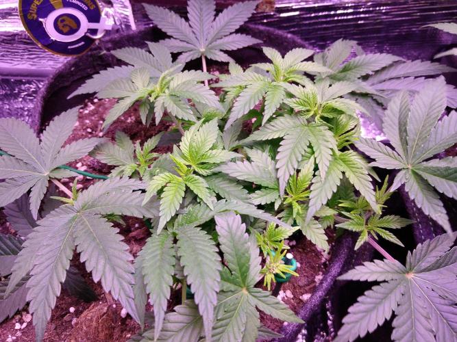 Der Klassiker !. Week 6