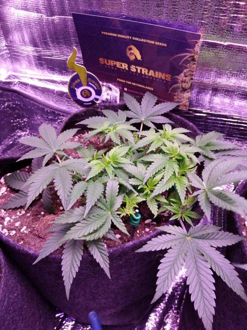 Der Klassiker !. Week 6