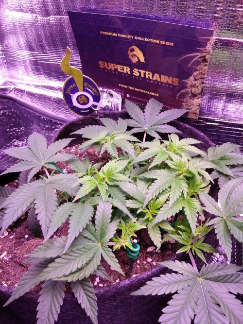 Der Klassiker !. Week 6