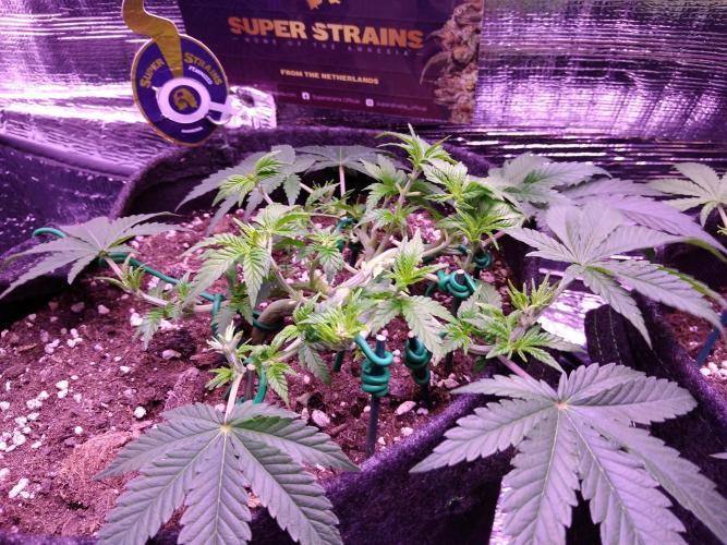 Der Klassiker !. Week 6