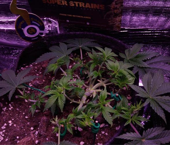 Der Klassiker !. Week 6