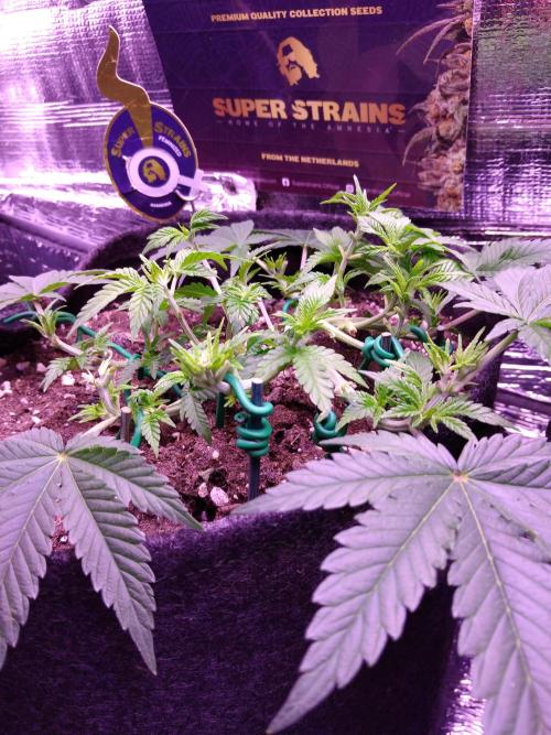 Der Klassiker !. Week 6