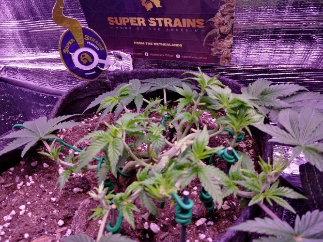 Der Klassiker !. Week 6