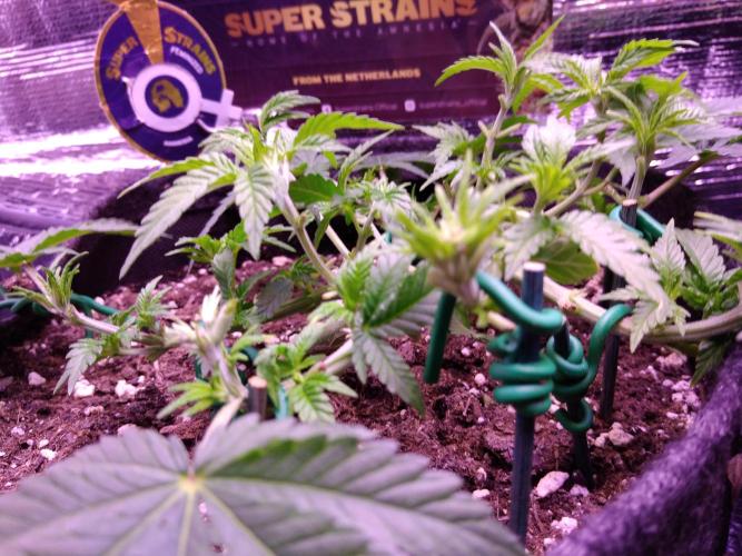 Der Klassiker !. Week 6