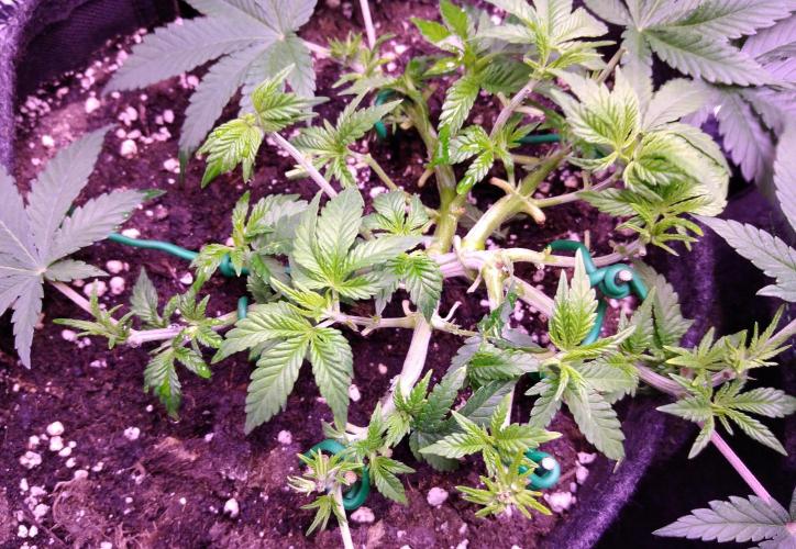 Der Klassiker !. Week 6