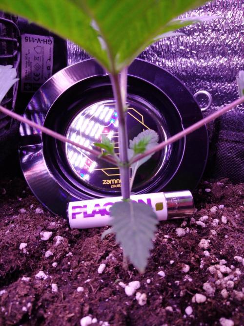 Eternity Grow Cup 2026. Week 2