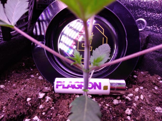 Eternity Grow Cup 2026. Week 2