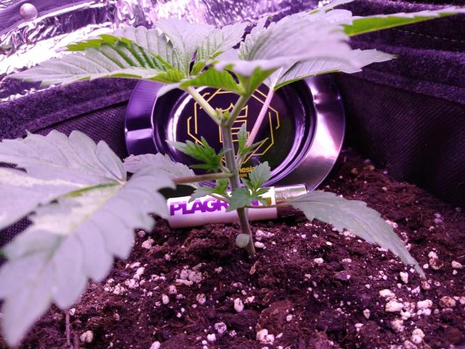 Eternity Grow Cup 2026. Week 2