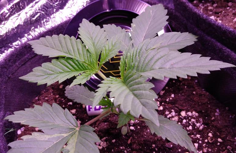 Eternity Grow Cup 2026. Week 2