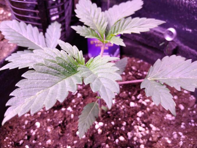 Eternity Grow Cup 2026. Week 2