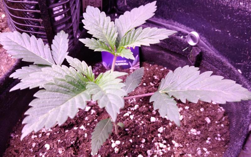 Eternity Grow Cup 2026. Week 2