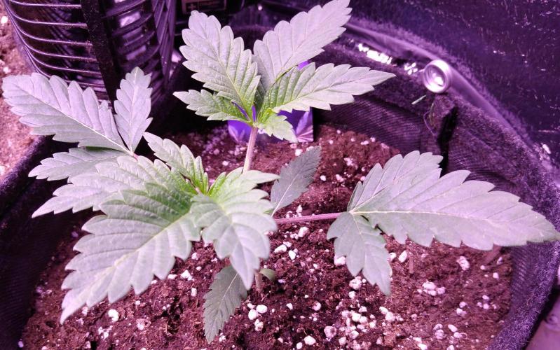 Eternity Grow Cup 2026. Week 2